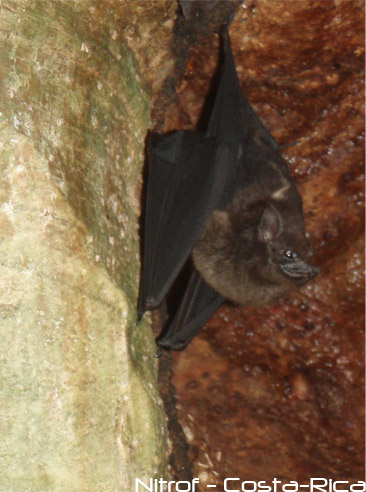 bat